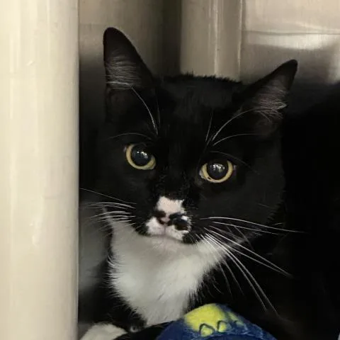 A young medium-sized female Domestic Short Hair cat named Buttons for adoption in Pensacola, FL