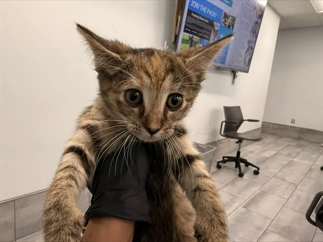 A baby small-sized female Domestic Short Hair cat named Sage for adoption in Charlotte, NC
