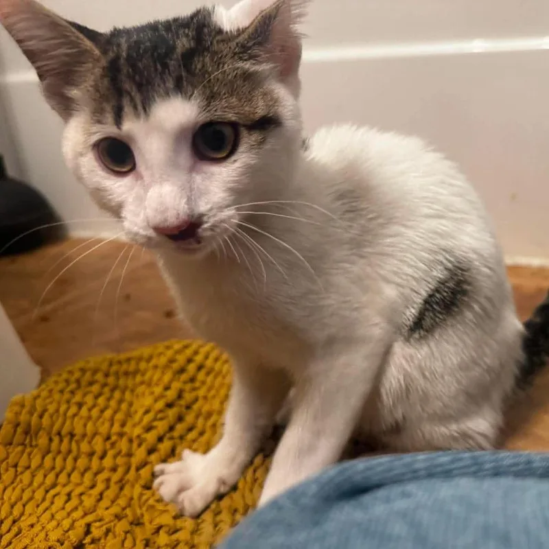 A baby small-sized female White Domestic Short Hair cat named Susan for adoption in Huntsville, AL