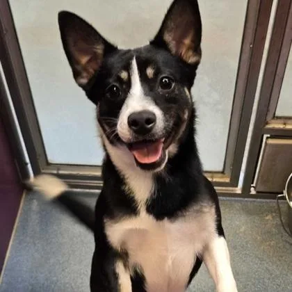 An adult small-sized male Australian Kelpie dog named Buster for adoption in Morton Grove, IL