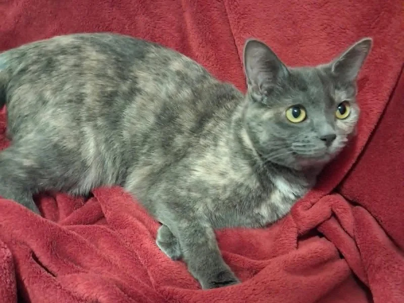 A young small-sized female Domestic Short Hair cat named Paige for adoption in Cookeville, TN