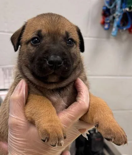 A baby small-sized female Brown / Chocolate Mixed Breed dog named Sam for adoption in Kansas City, MO