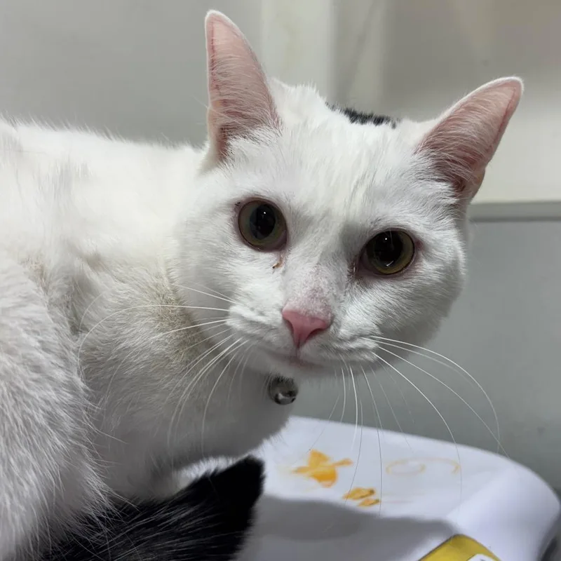 A young medium-sized male White Domestic Short Hair cat named Winston for adoption in Tampa, FL