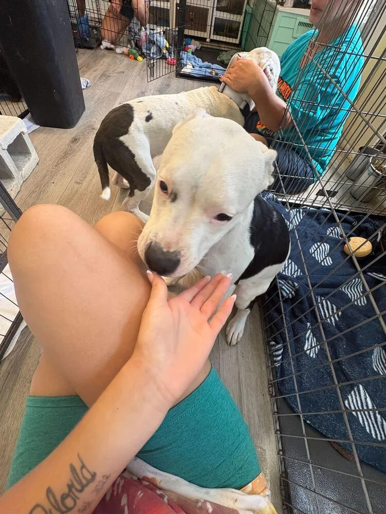 An adult medium-sized male Tricolor (Brown, Black, & White) American Bulldog dog named Peace for adoption in Lakeland, FL