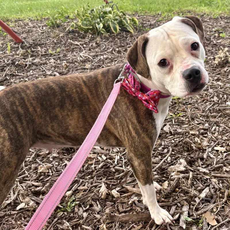 An adult medium-sized female Brindle American Bully dog named Dolly for adoption in Charles City, IA