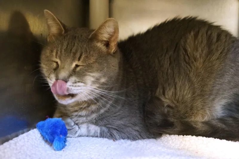 An adult medium-sized male Gray / Blue / Silver Tabby cat named Cheif Tui for adoption in New Milford, CT
