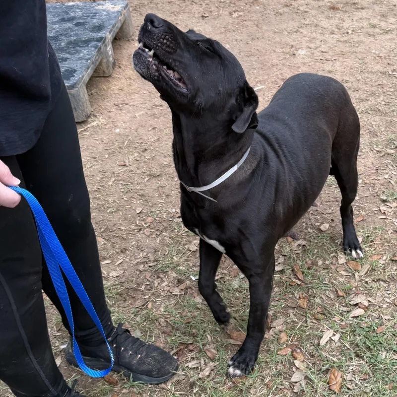 Beatrice thumbnail 4