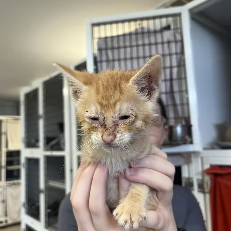 A baby small-sized male Domestic Short Hair cat named Pumba for adoption in Ruckersville, VA