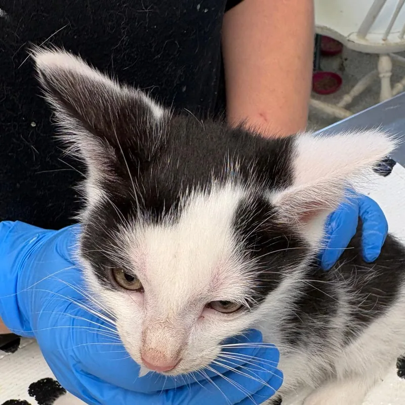 A baby small-sized male Black Domestic Short Hair cat named Penguin for adoption in Mount Juliet, TN
