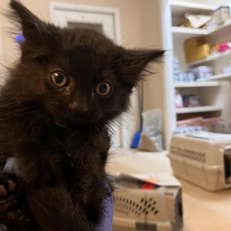 A baby small-sized female Black Domestic Medium Hair cat named Haven for adoption in Branford, CT