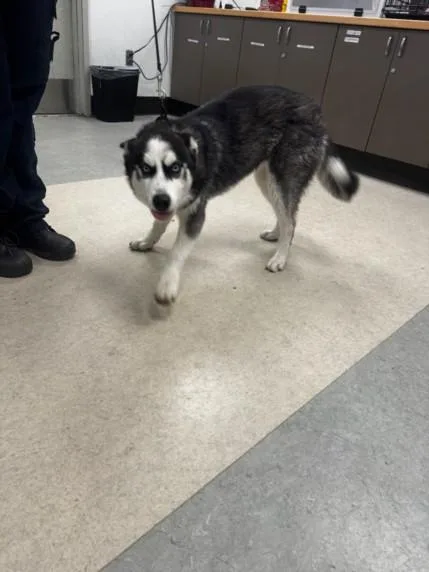 A young medium-sized female Siberian Husky dog named Alfa for adoption in Van Nuys, CA