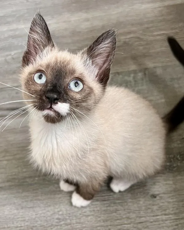 A baby small-sized male Domestic Medium Hair cat named Tommy for adoption in Novato, CA
