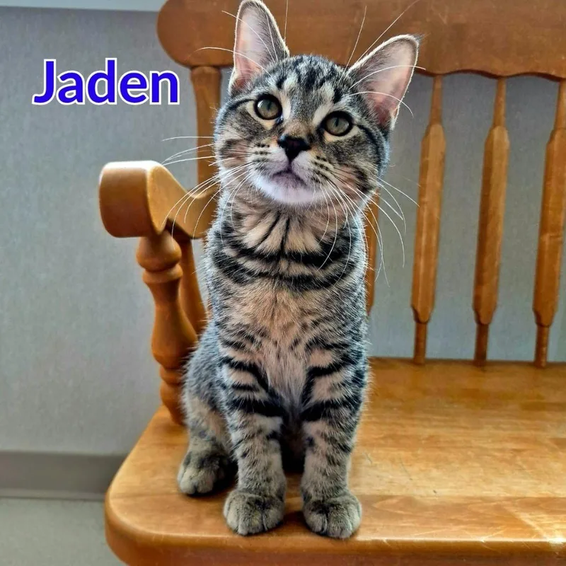 A baby medium-sized male Domestic Short Hair cat named Jaden for adoption in North Saint Paul, MN