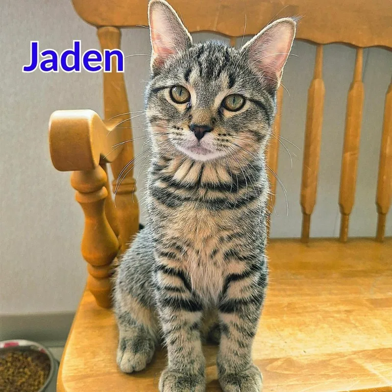 Jaden thumbnail 3