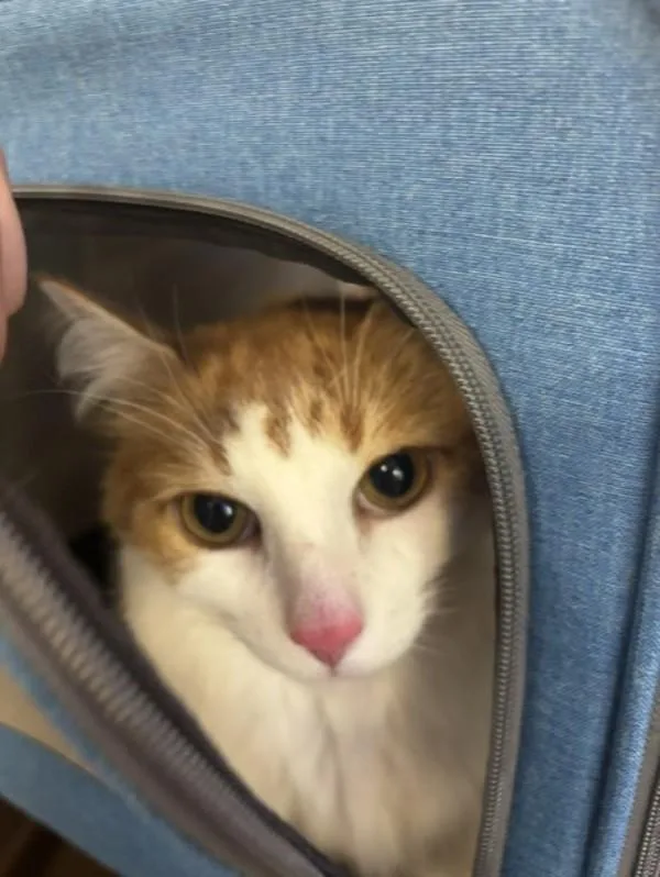 A senior small-sized female Domestic Medium Hair cat named Nessy for adoption in Virginia Beach, VA