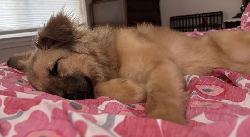 Lucy thumbnail 2