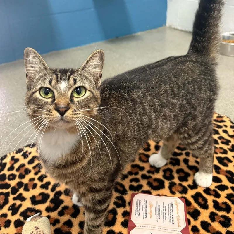 An adult medium-sized female Gray / Blue / Silver Domestic Short Hair cat named Plain White Bread for adoption in Carencro, LA