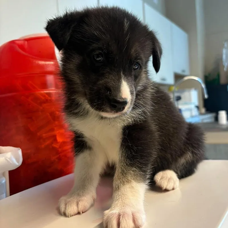 A baby small-sized female Black Mixed Breed dog named Talon for adoption in Huntington, WV