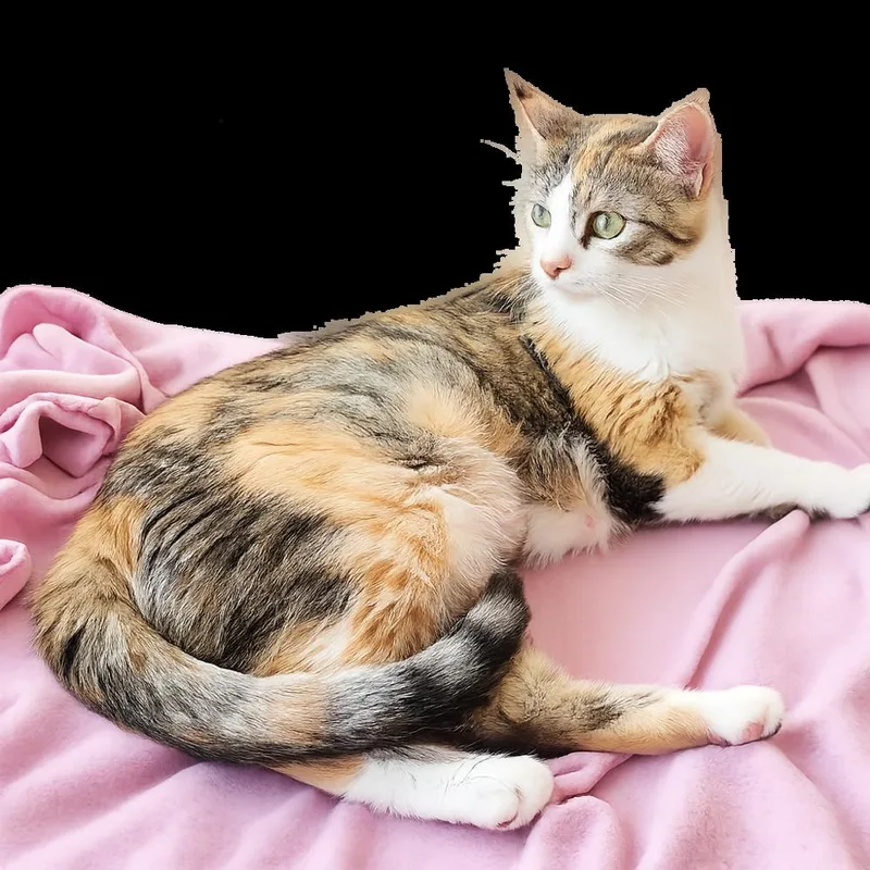 An adult small-sized female Black & White / Tuxedo Calico cat named Fendi for adoption in Homer Glen, IL