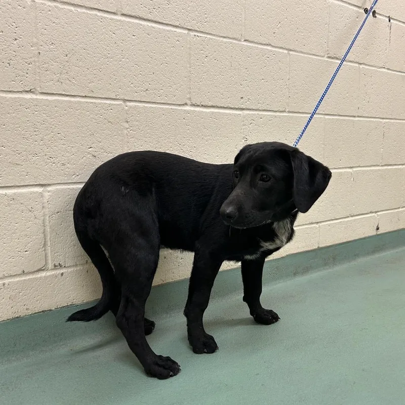 A young medium-sized female Black Mixed Breed dog named America for adoption in Memphis, TN