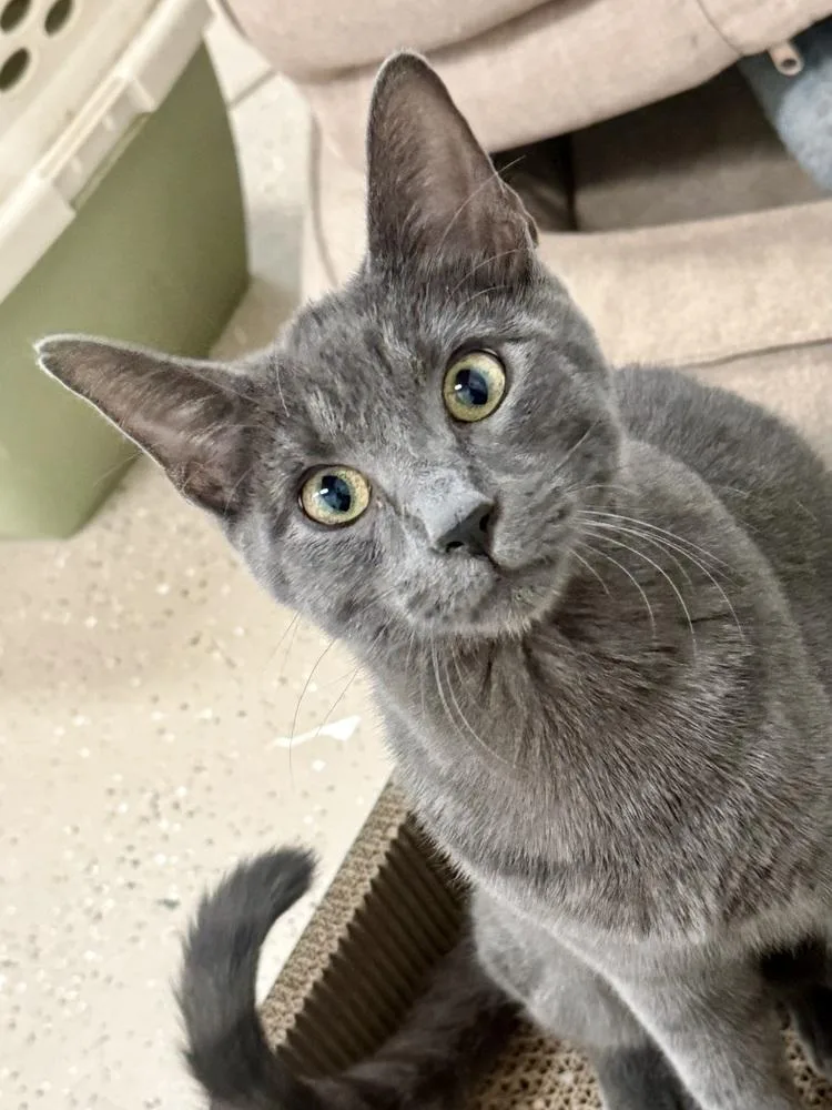 A young small-sized male Domestic Short Hair cat named Meeko for adoption in Evergreen, CO