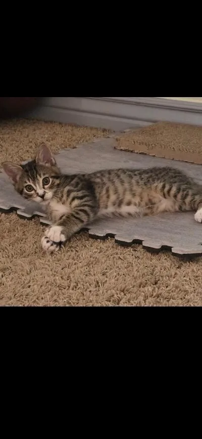 A baby small-sized female Domestic Short Hair cat named Hermoine for adoption in Ogden, UT