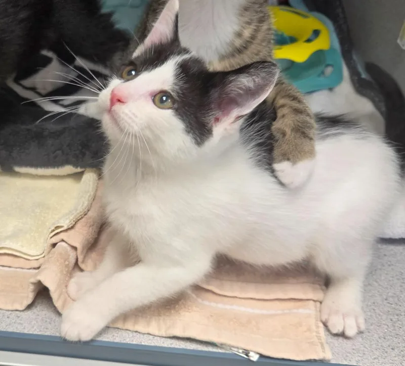 A baby small-sized male Domestic Short Hair cat named Beast for adoption in Liverpool, NY