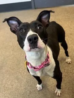 A young medium-sized female Black Pit Bull Terrier dog named Kung Fu for adoption in Cleveland, OH