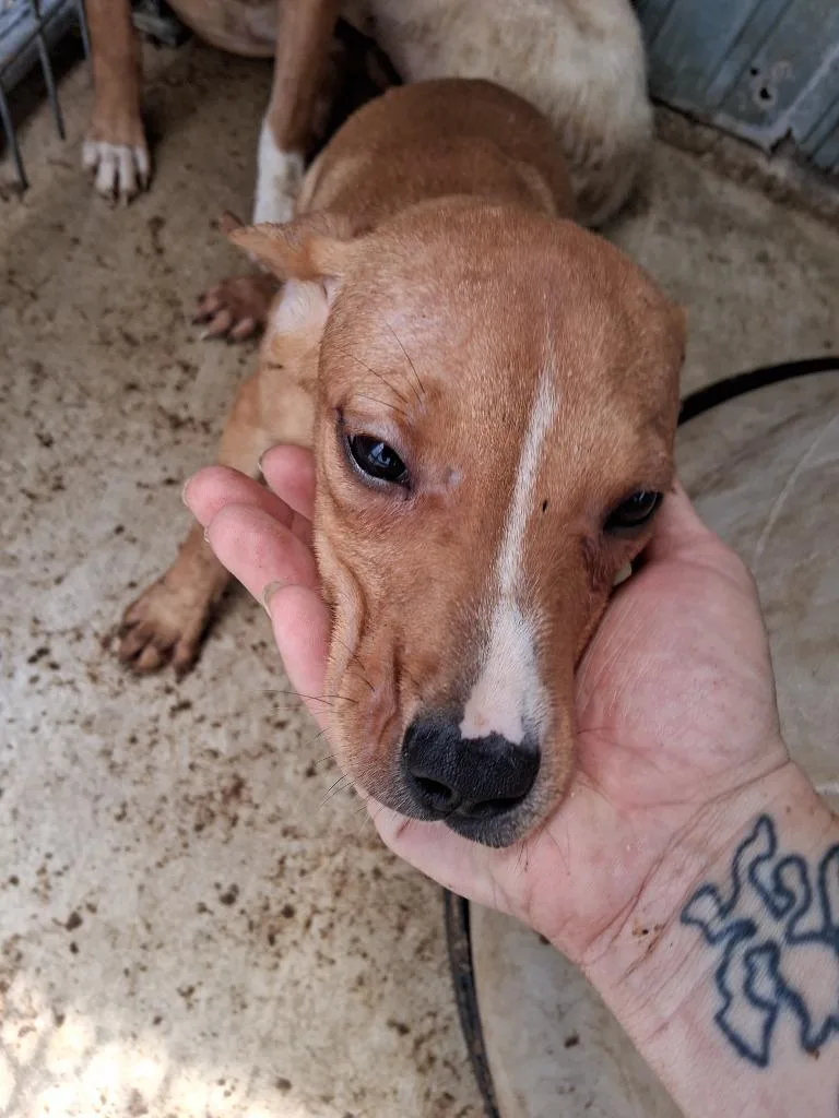 A baby small-sized male Terrier dog named Raphaeljj for adoption in Brownwood, TX