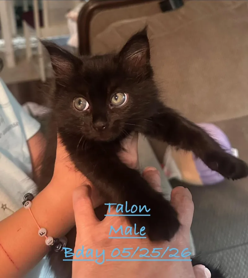 A baby small-sized male Black Domestic Short Hair cat named Talon for adoption in Johnson City, TN