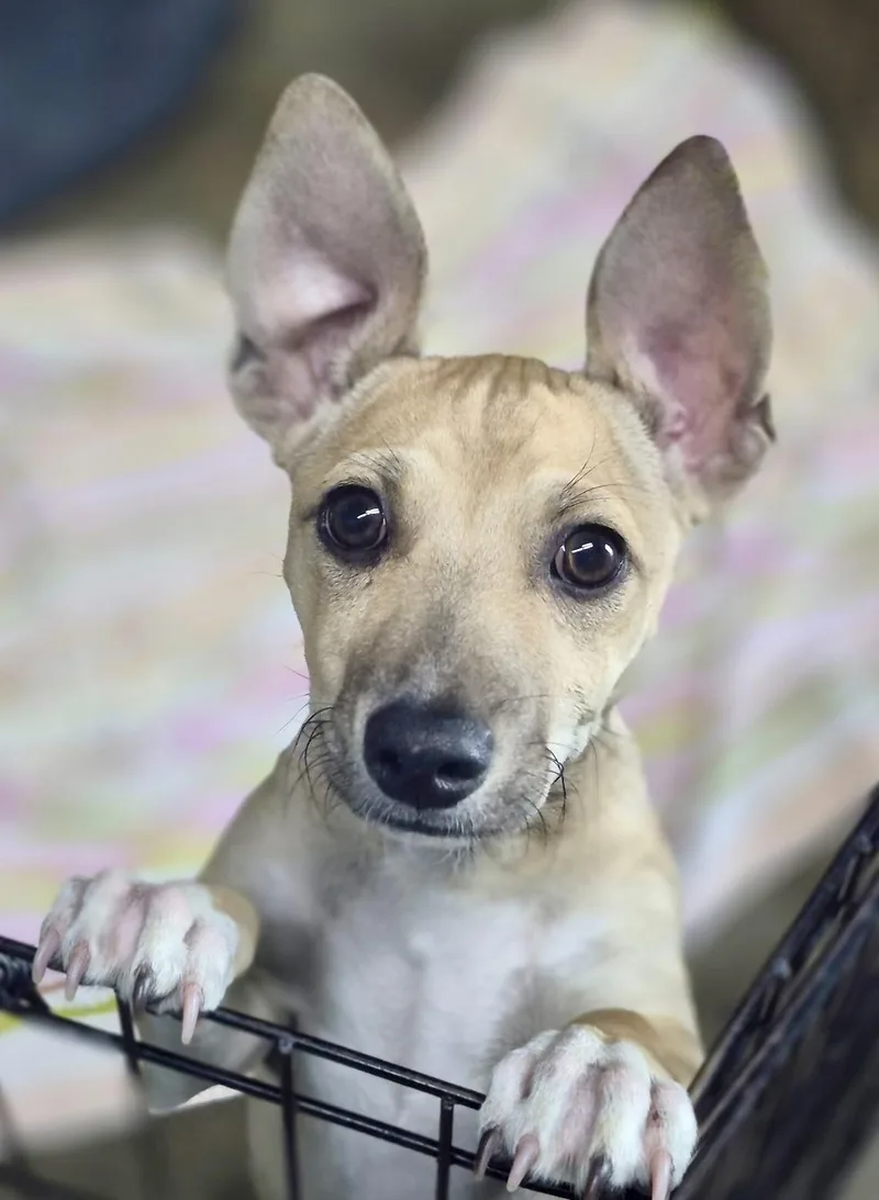 A young small-sized male Apricot / Beige Chihuahua dog named Auggie for adoption in Los Angeles, CA