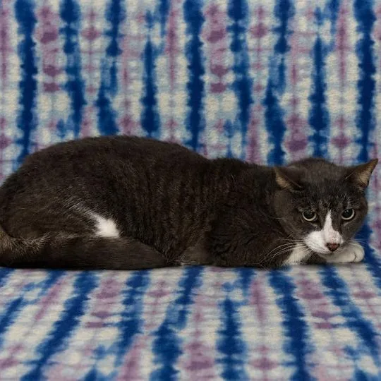 An adult medium-sized male Tabby (Gray / Blue / Silver) Domestic Short Hair cat named Alex for adoption in Valdosta, GA