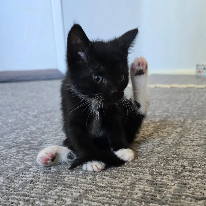 A baby small-sized male Black Domestic Short Hair cat named Cricket for adoption in Pacific Palisades, CA