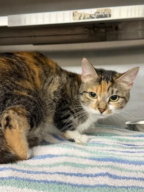 A young medium-sized female Domestic Short Hair cat named A for adoption in Pasadena, TX