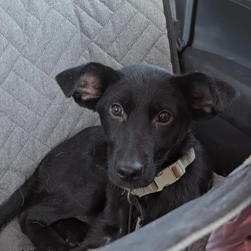 A baby small-sized female Black Labrador Retriever dog named Bat Ears for adoption in Memphis, TN