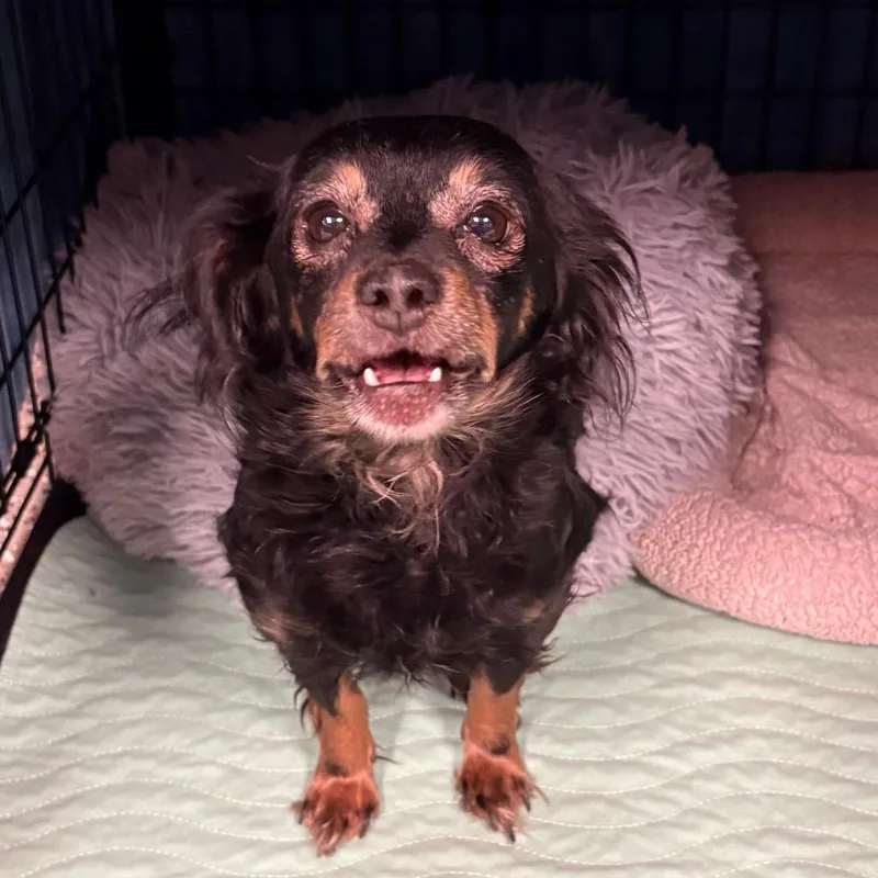 An adult small-sized female Black Chihuahua dog named Scarlett for adoption in Norfolk, NE