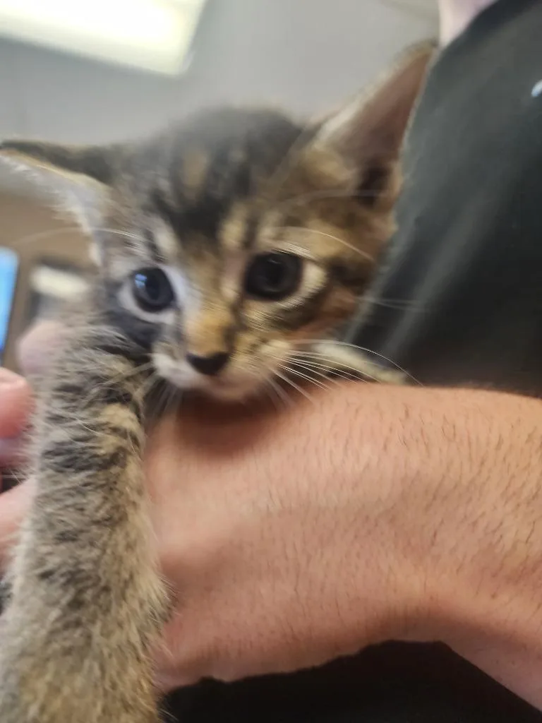 A baby small-sized female Domestic Short Hair cat named Elmyra for adoption in Maumelle, AR