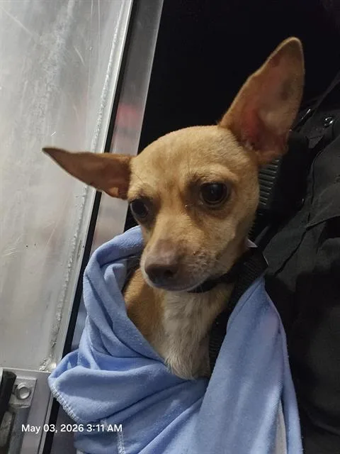 An adult small-sized female Chihuahua dog named Teresa for adoption in San Antonio, TX