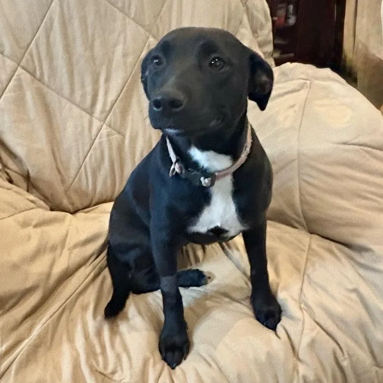 A baby medium-sized female Black American Staffordshire Terrier dog named Aurora for adoption in Houston, TX