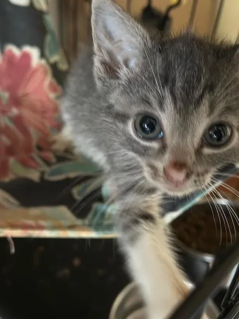 Nigel thumbnail 3