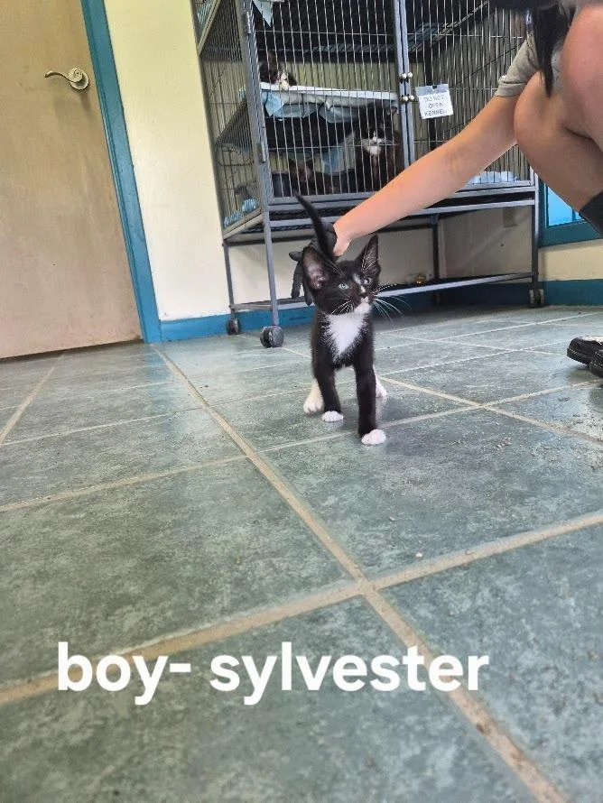 A baby small-sized male Domestic Short Hair cat named Sylvester for adoption in Center, TX