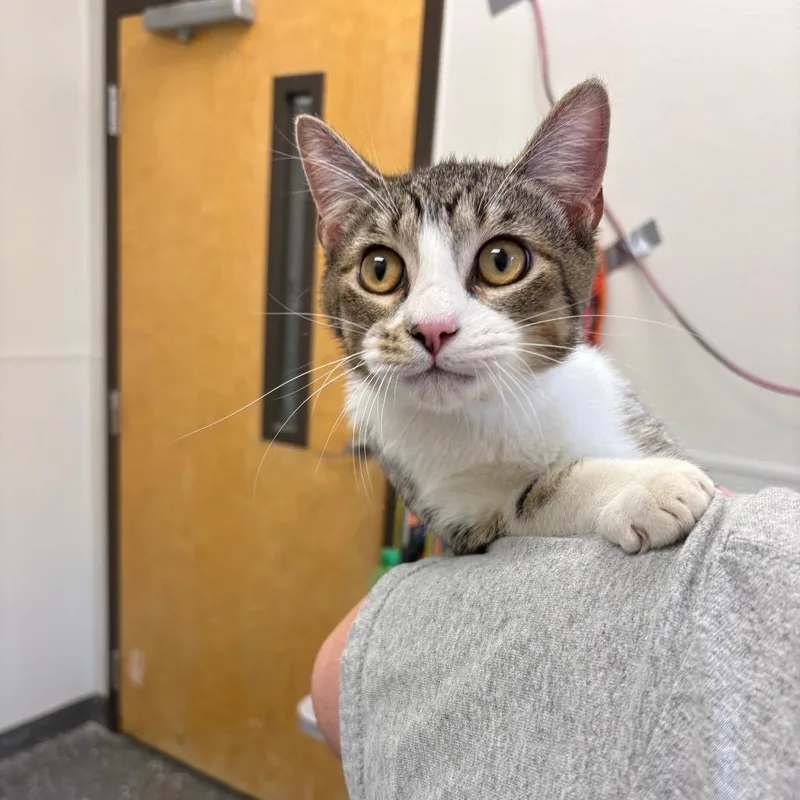 A young medium-sized male Brown / Chocolate Domestic Short Hair cat named Shamus for adoption in Columbiana, AL