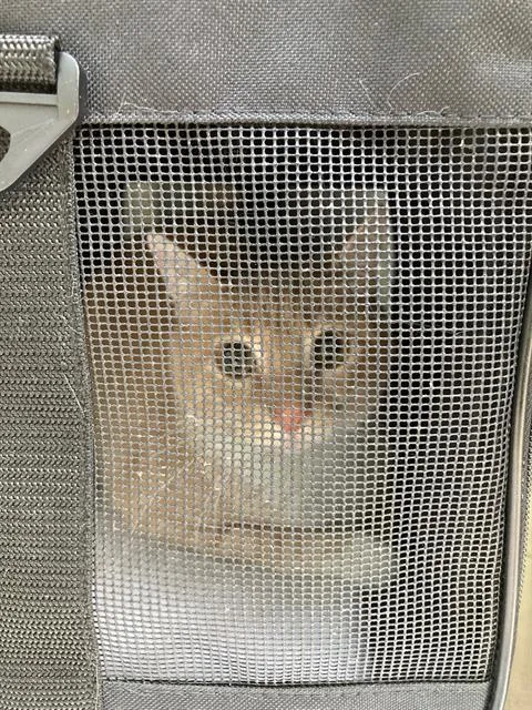 A young large-sized female Domestic Short Hair cat named Sol for adoption in Dallas, TX