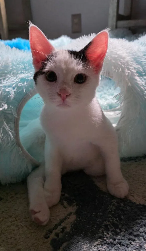 A baby small-sized male Black & White / Tuxedo Domestic Short Hair cat named Bumper for adoption in Virginia Beach, VA