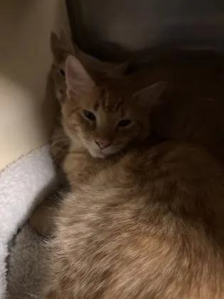 A baby medium-sized male Domestic Long Hair cat named Red for adoption in Picayune, MS
