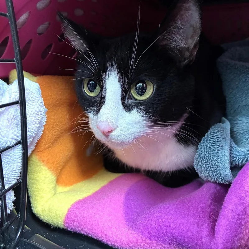 A young medium-sized female Black Domestic Short Hair cat named Jackie for adoption in Skokie, IL