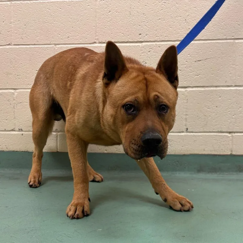 An adult medium-sized male Brown / Chocolate Mixed Breed dog named Larry for adoption in Memphis, TN