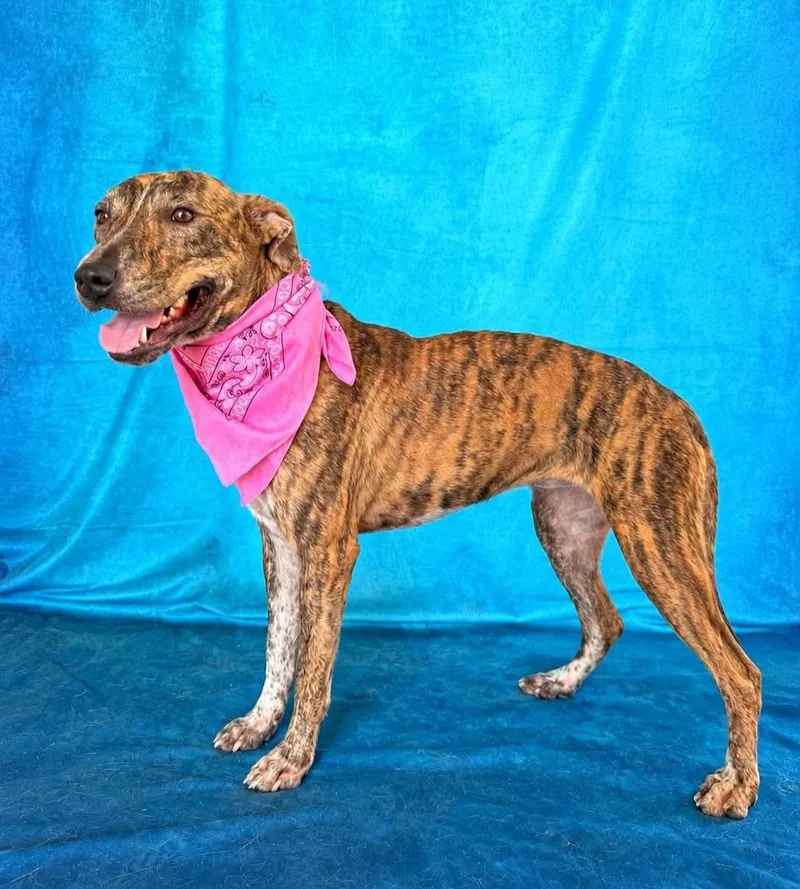 A young medium-sized female Brindle Plott Hound dog named Donna for adoption in Gregory, TX