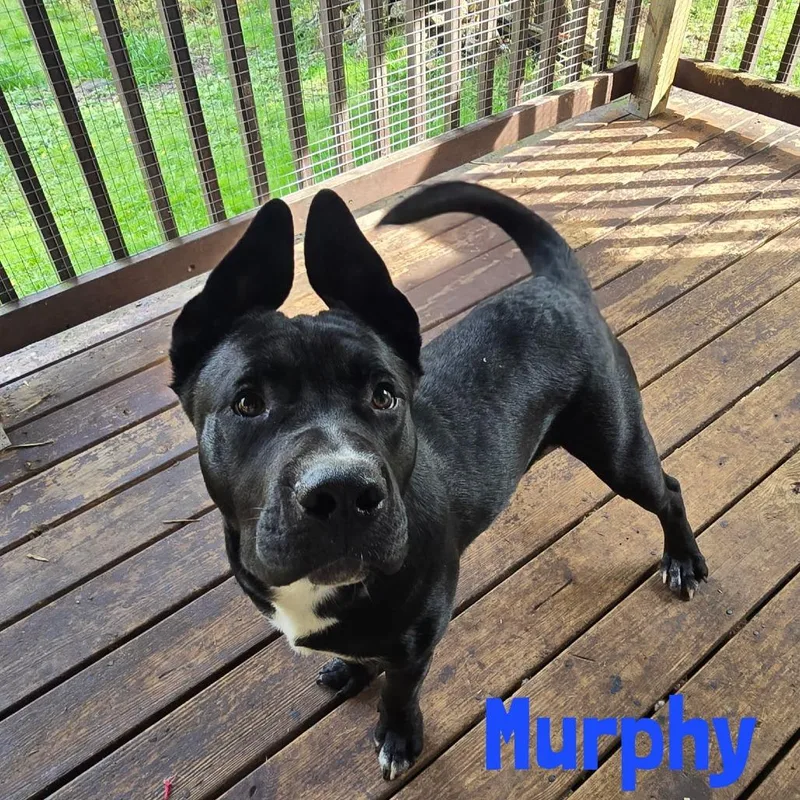A young small-sized male Black Mixed Breed dog named Murphy for adoption in Glenfield, NY