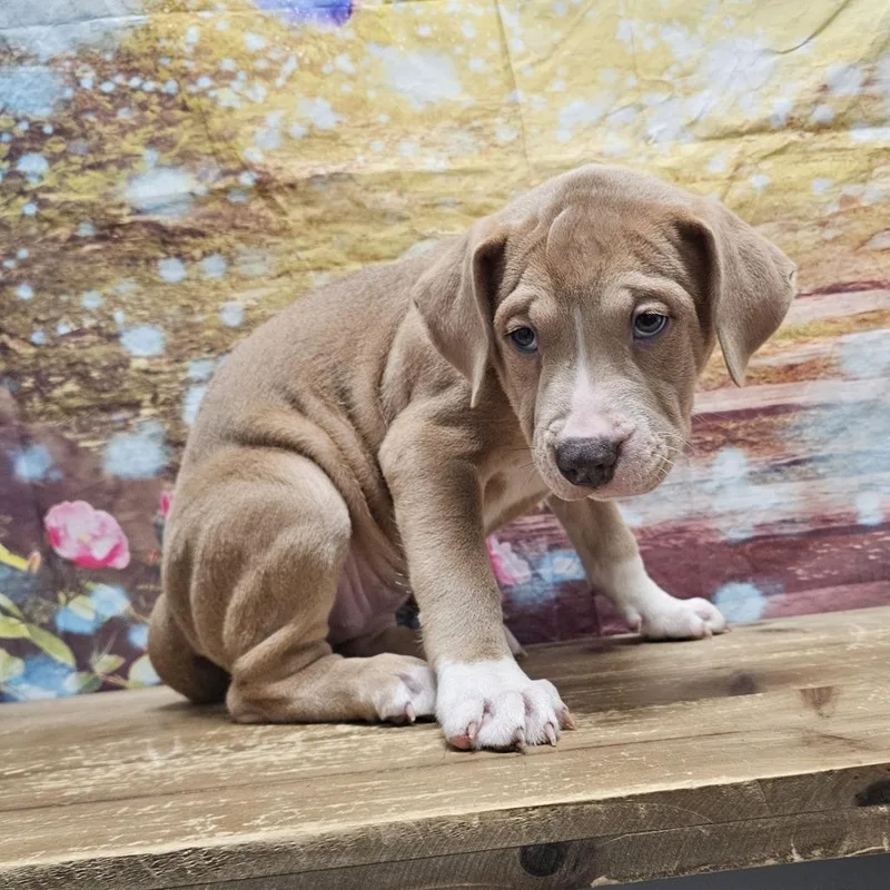 A baby medium-sized female Brown / Chocolate Boxer dog named Solstice for adoption in Normal, IL